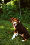 Bailey