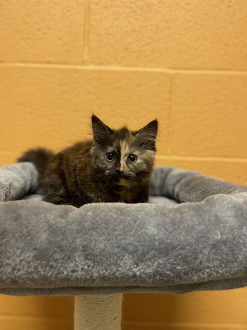 Kit Kat