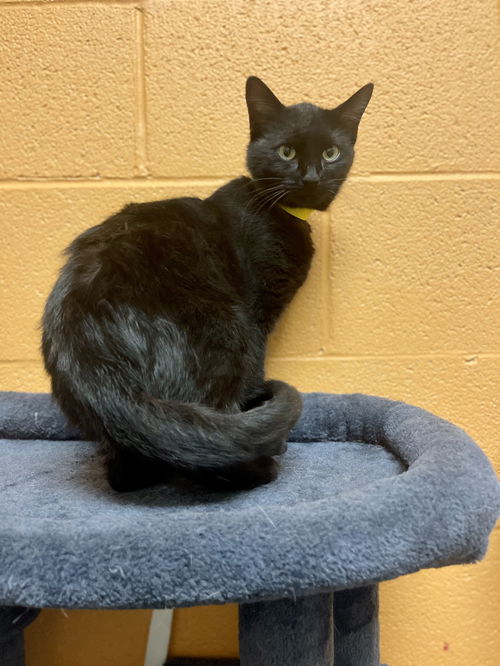 Elvira