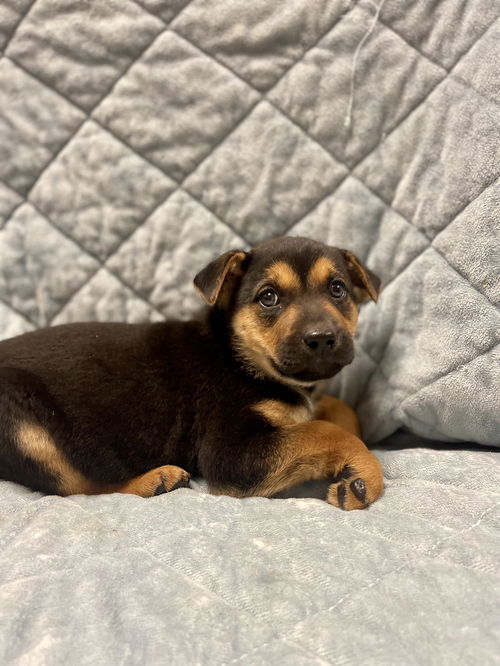Ringo
