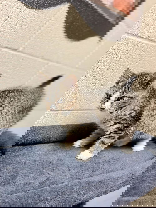 Felix