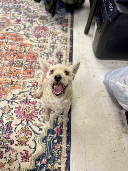 Benji
