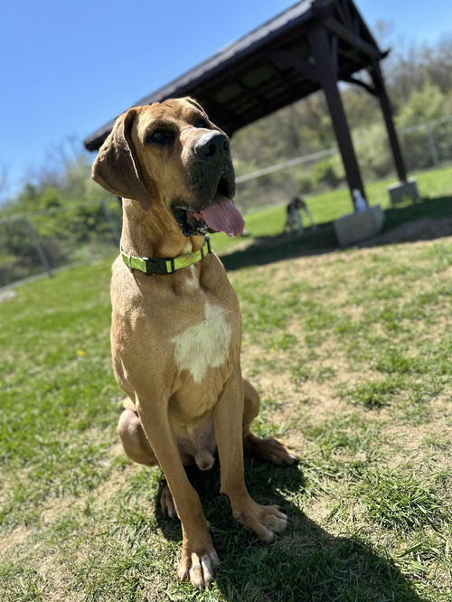 Scooby
