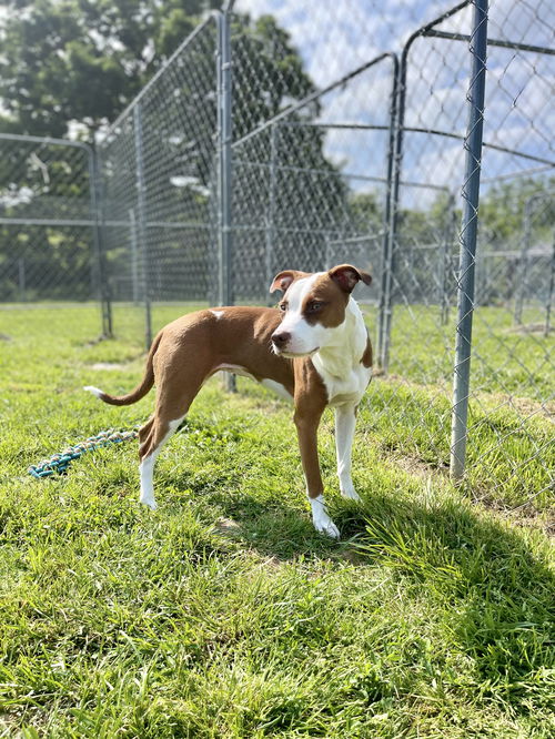 Nala