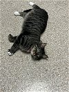 adoptable Cat in lewisburg, WV named Lizzy
