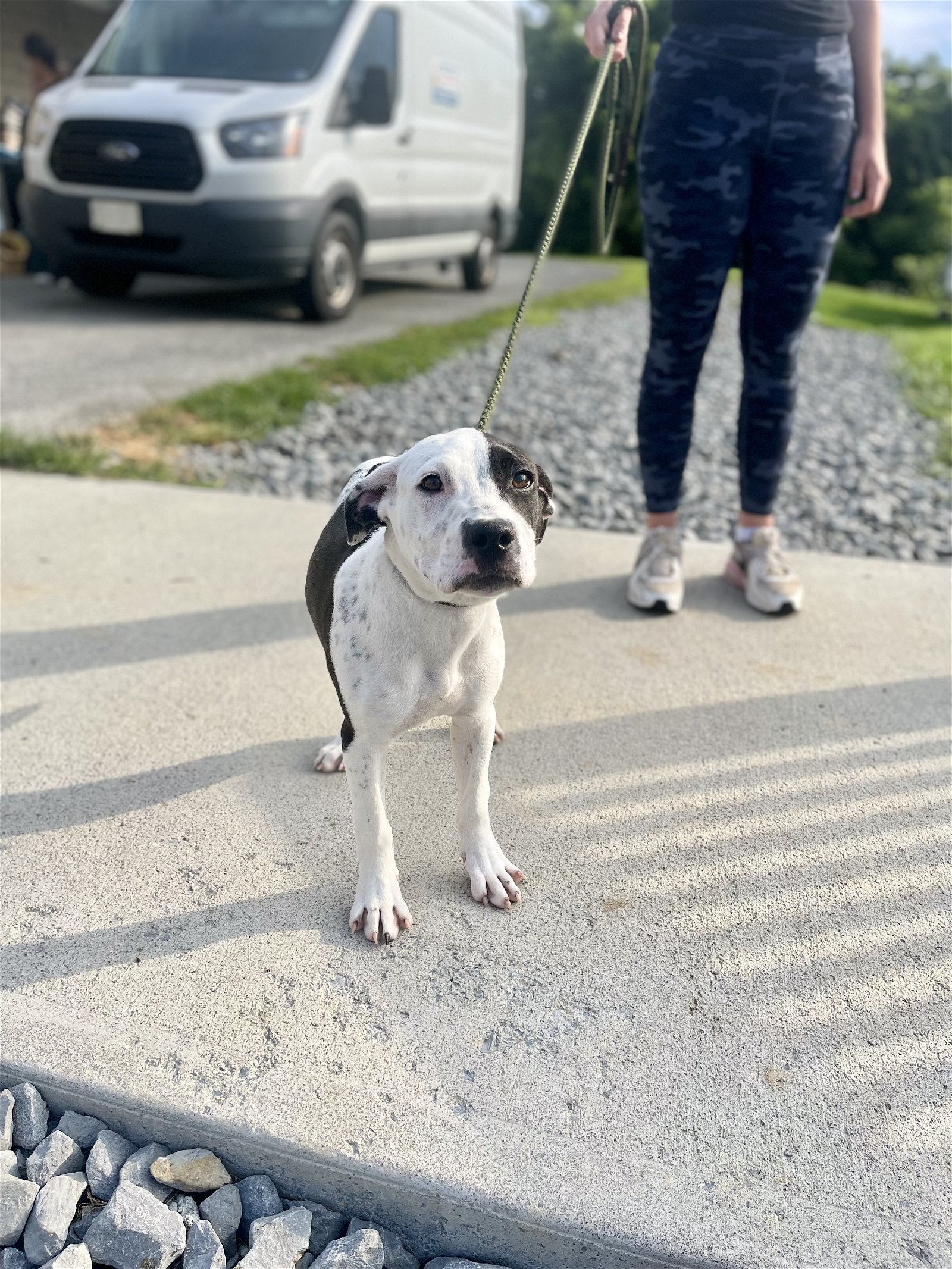 adoptable Dog in Lewisburg, WV named Jax