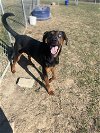 adoptable Dog in lewisburg, WV named Moose