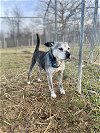 adoptable Dog in lewisburg, WV named Dusty