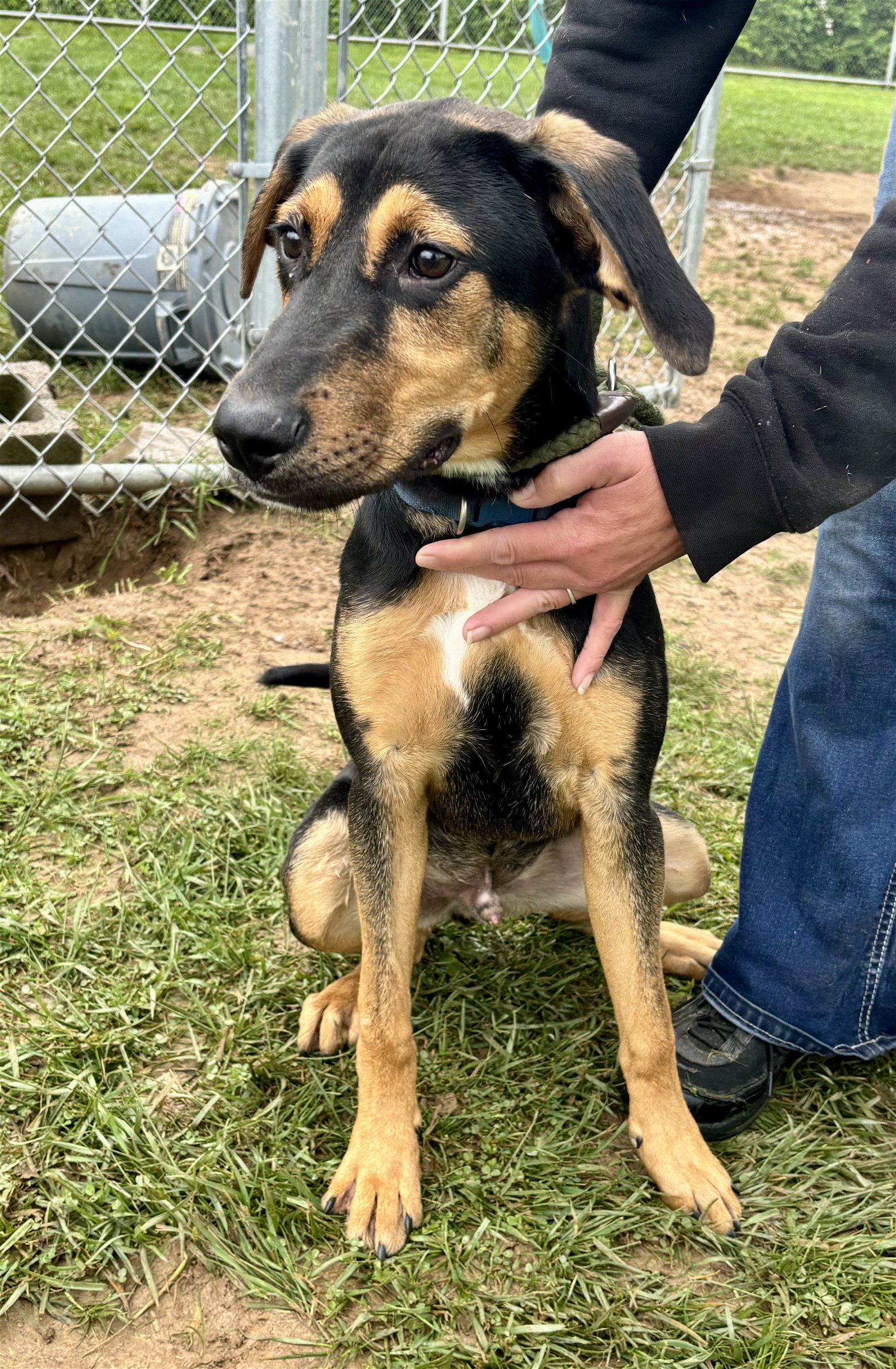 adoptable Dog in Lewisburg, WV named Krank