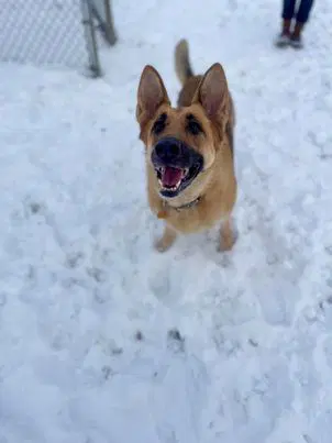 Maxine - German Shepherd Dog