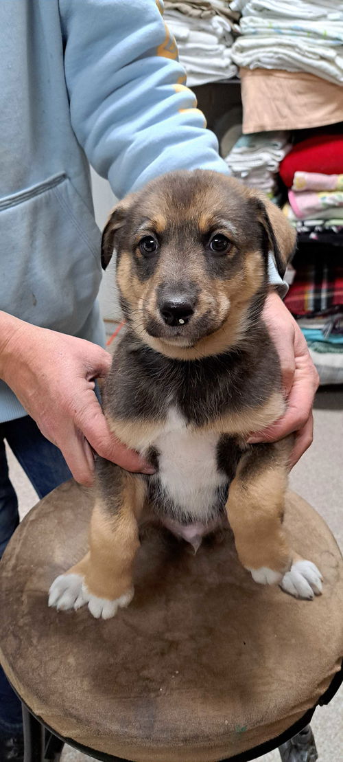 Brutus