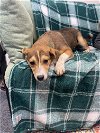 adoptable Dog in lewisburg, WV named Lola