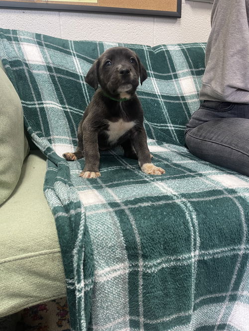 Fiona