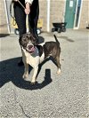 adoptable Dog in  named Ragtime