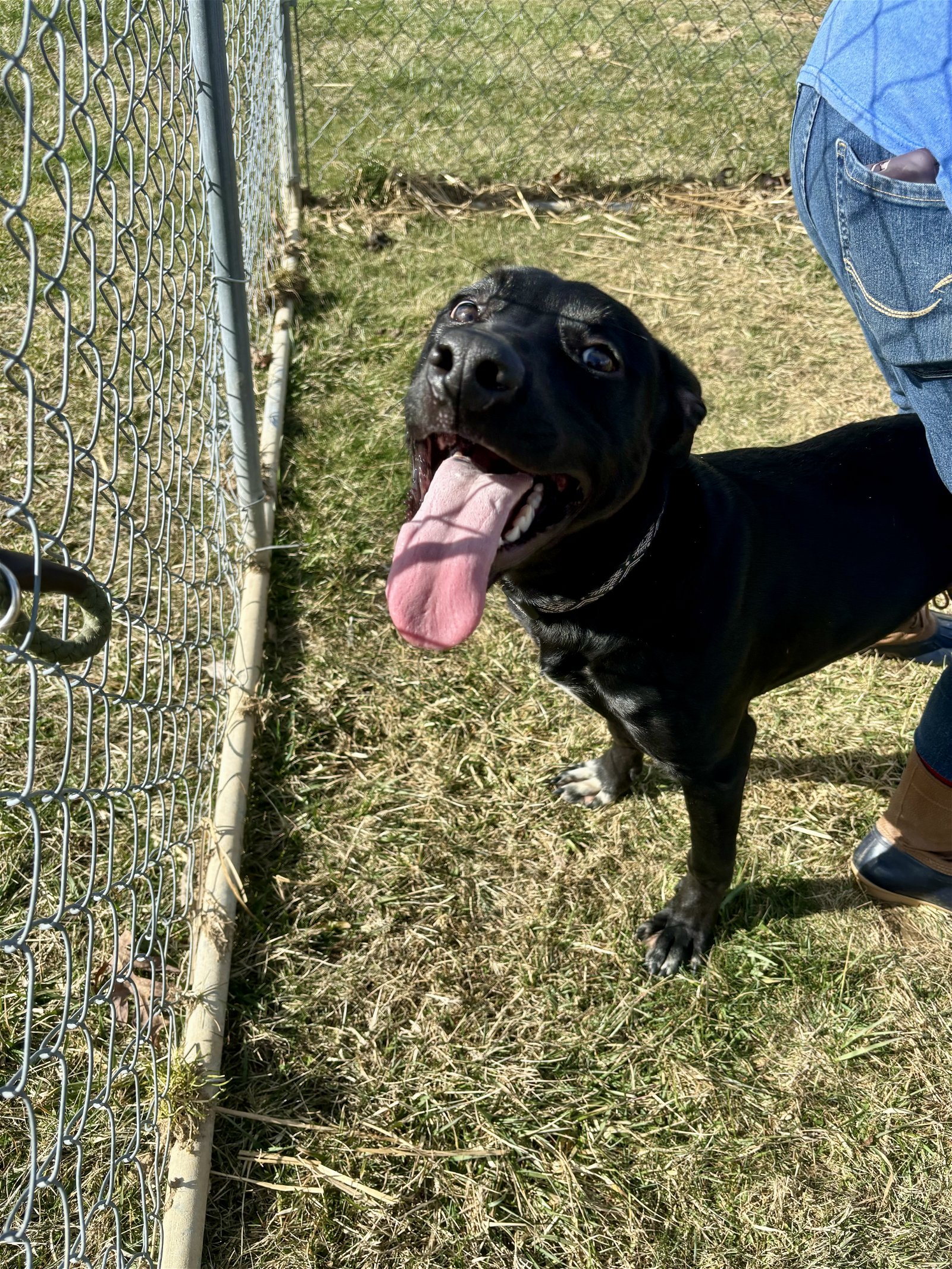 adoptable Dog in Lewisburg, WV named Rockstar