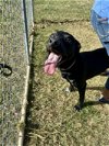 adoptable Dog in , WV named Rockstar