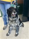 adoptable Dog in lewisburg, WV named JoJo