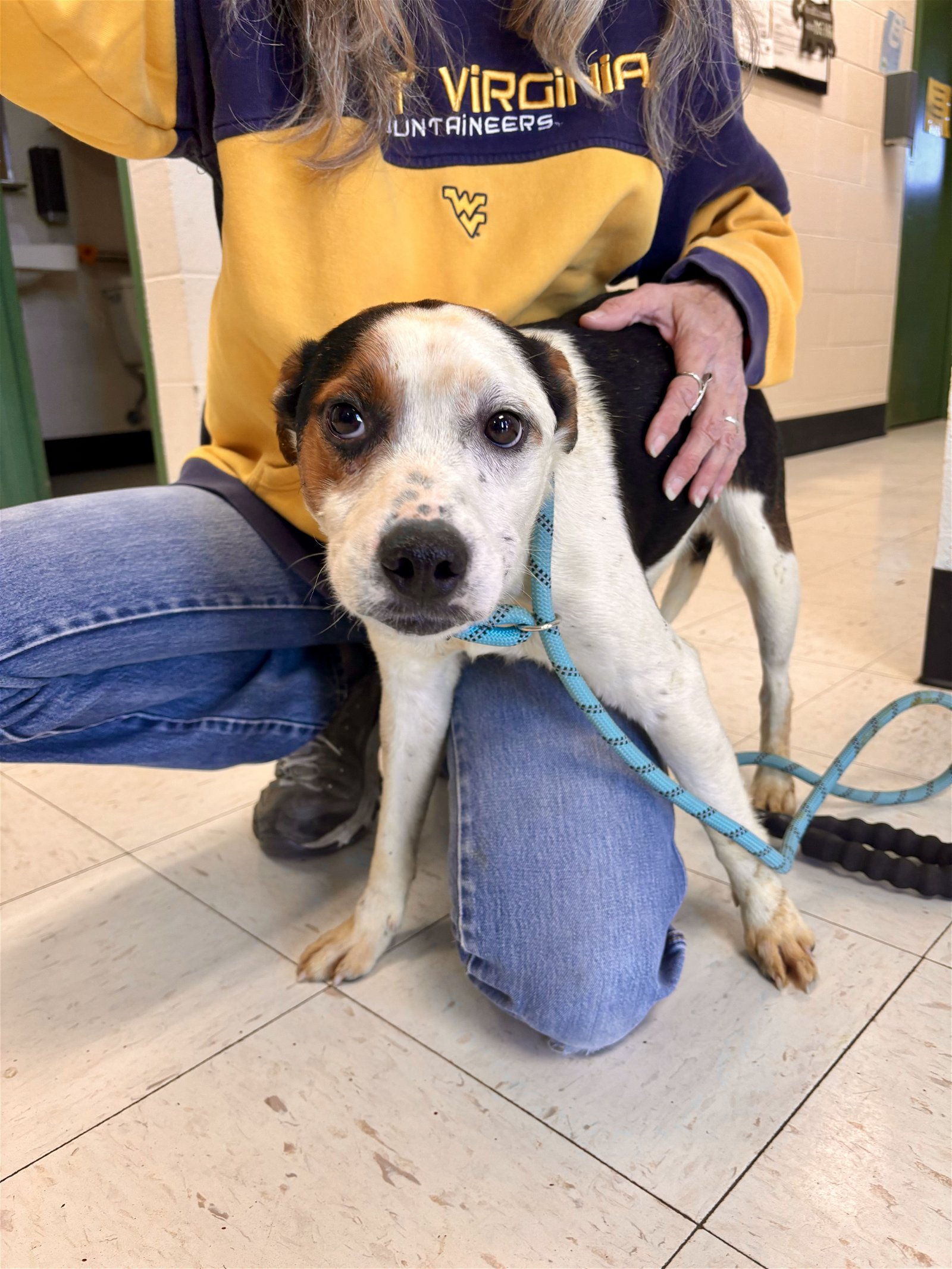adoptable Dog in Lewisburg, WV named Dale