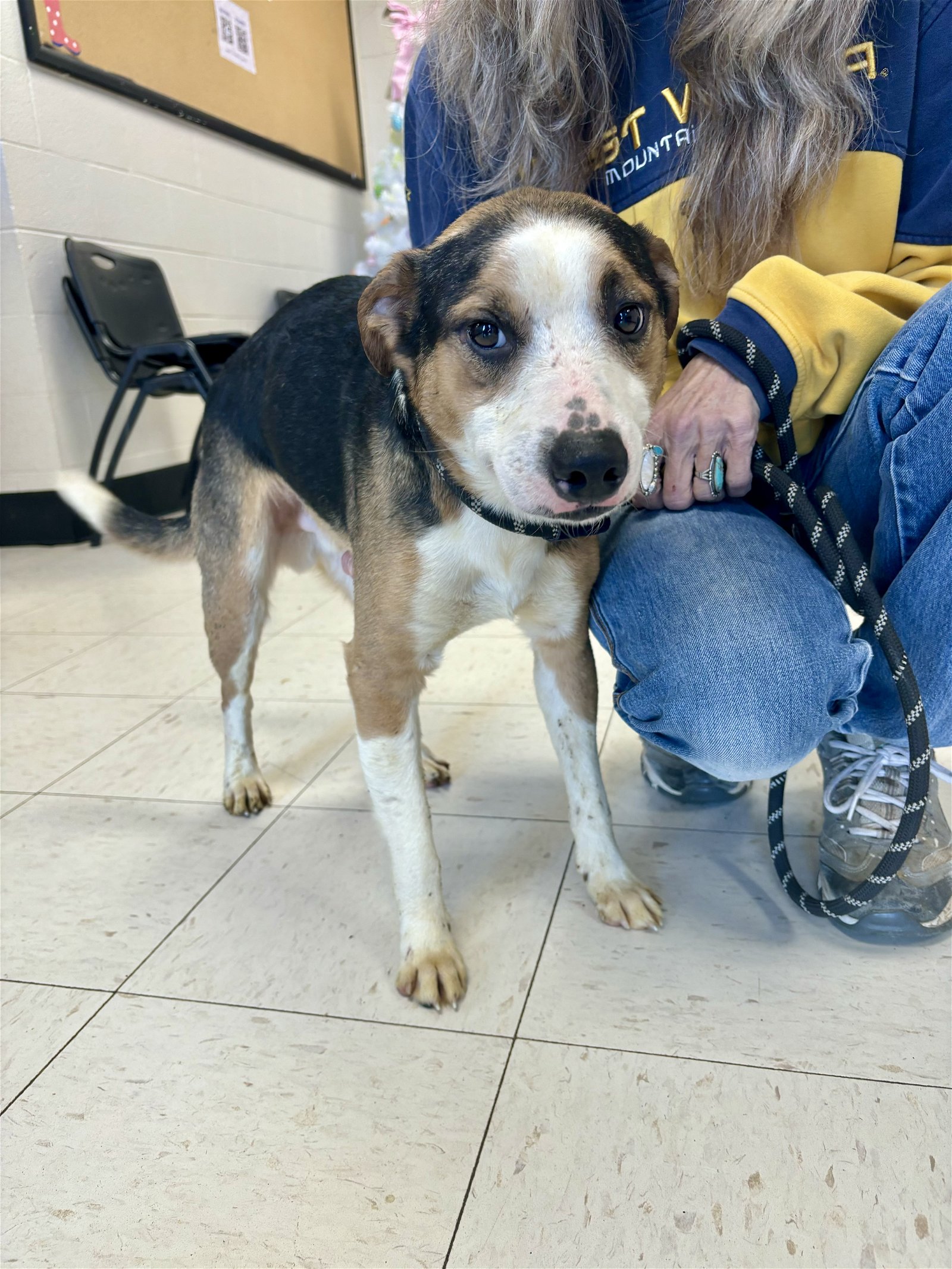 adoptable Dog in Lewisburg, WV named Richard