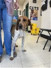 adoptable Dog in lewisburg, WV named Heather