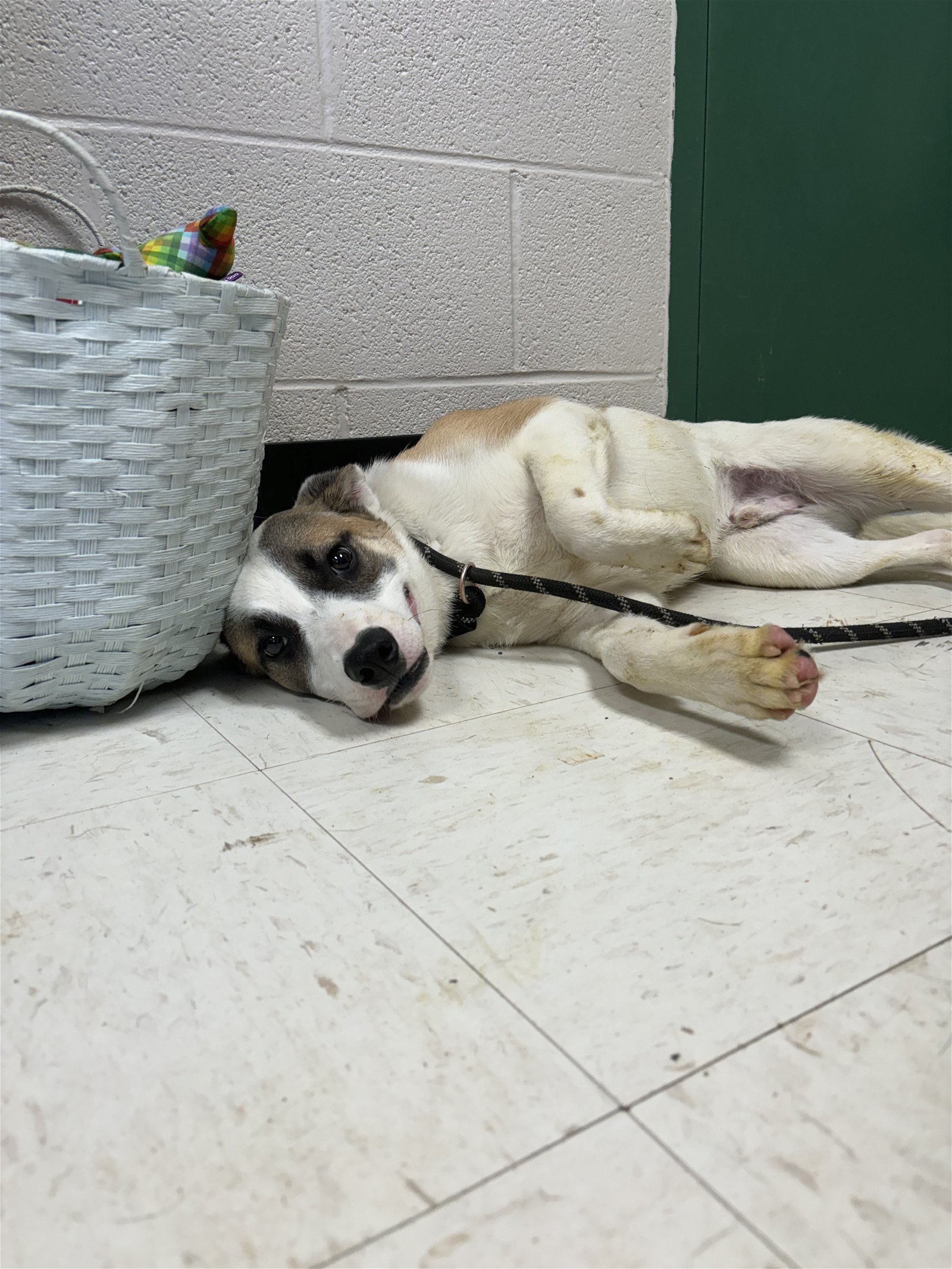 adoptable Dog in Lewisburg, WV named Zuko