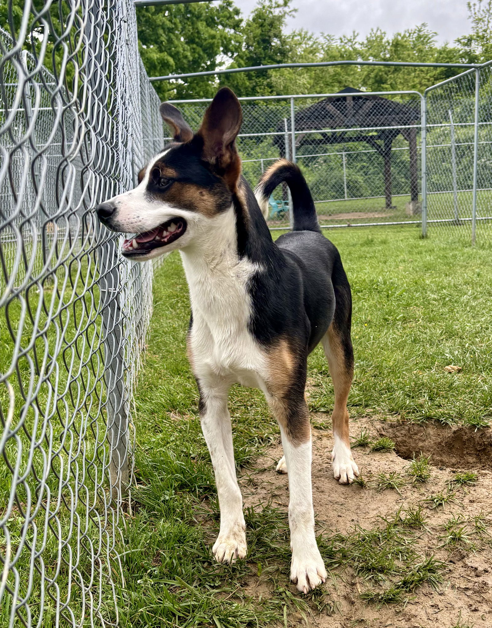 adoptable Dog in Lewisburg, WV named Delbert