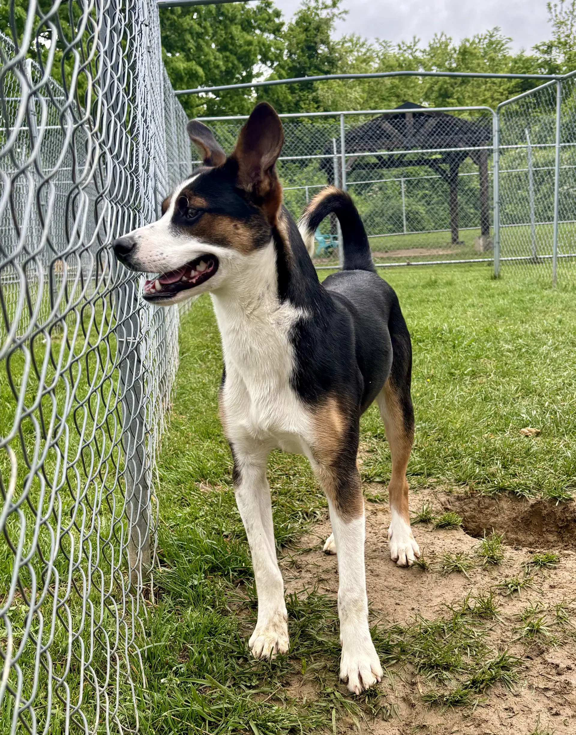 Delbert - Terrier