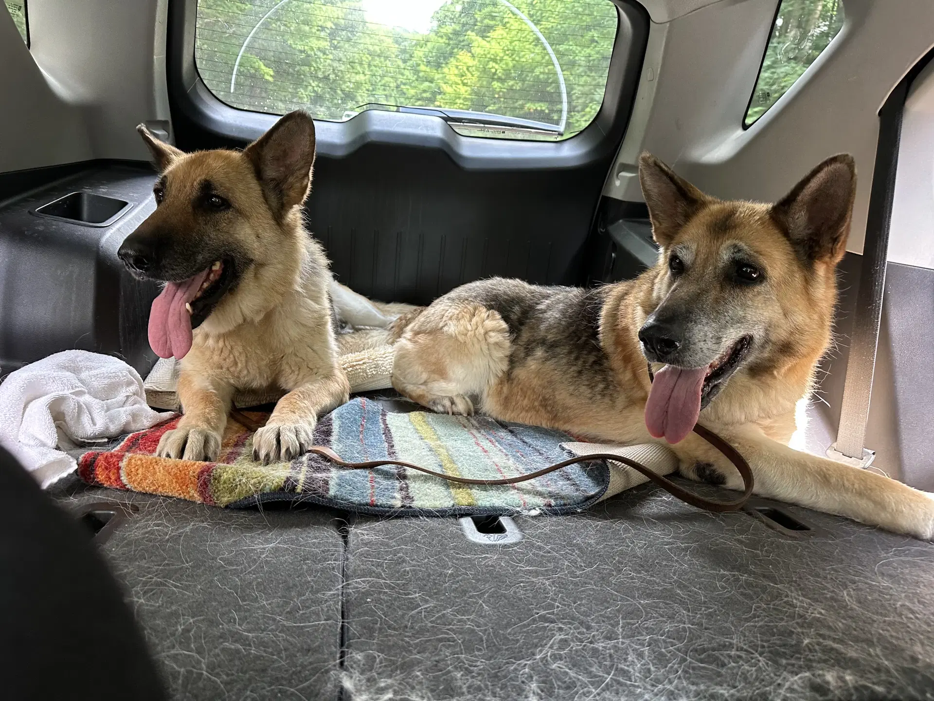 Shianne - German Shepherd Dog