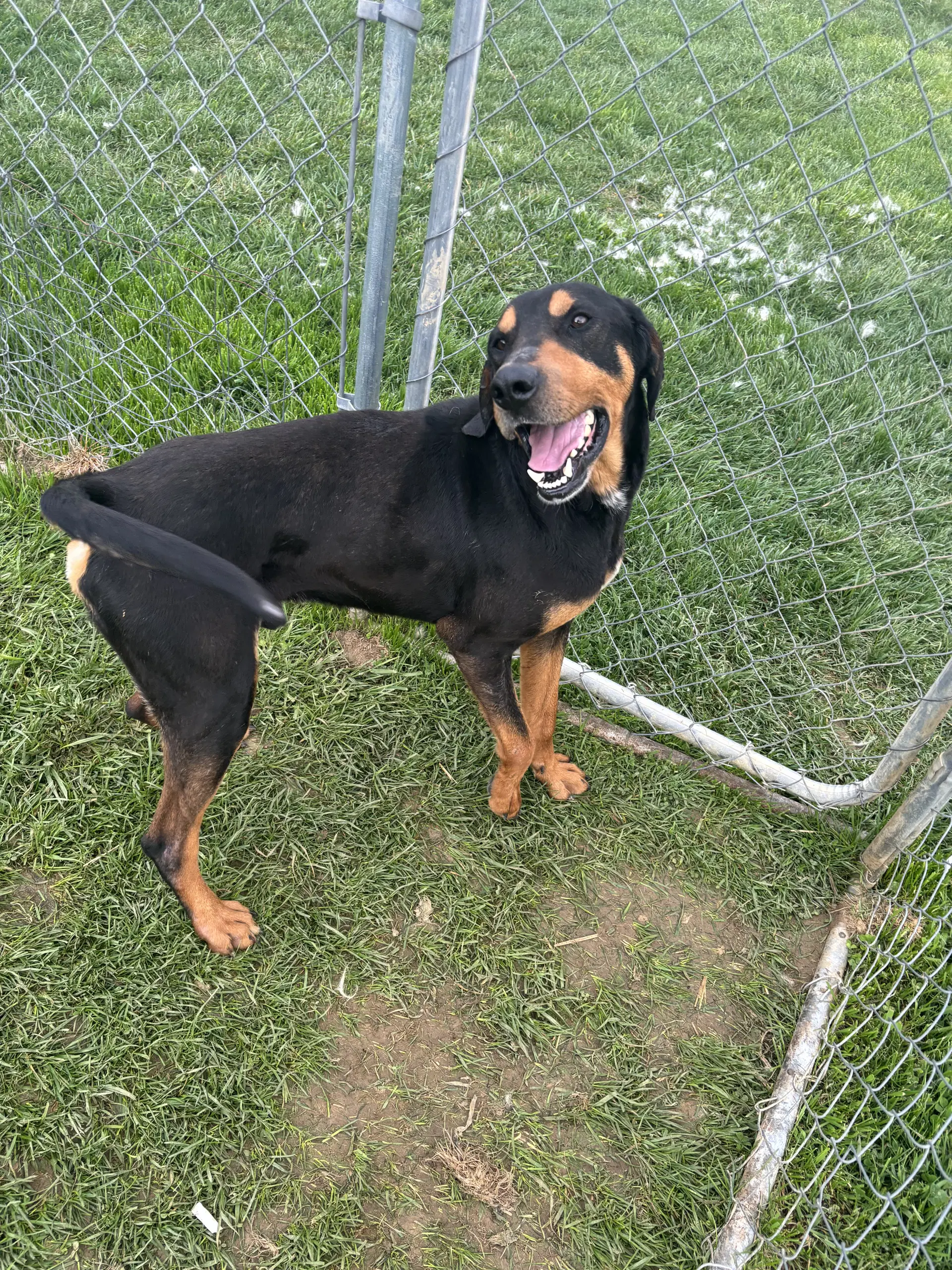 Bear - Hound