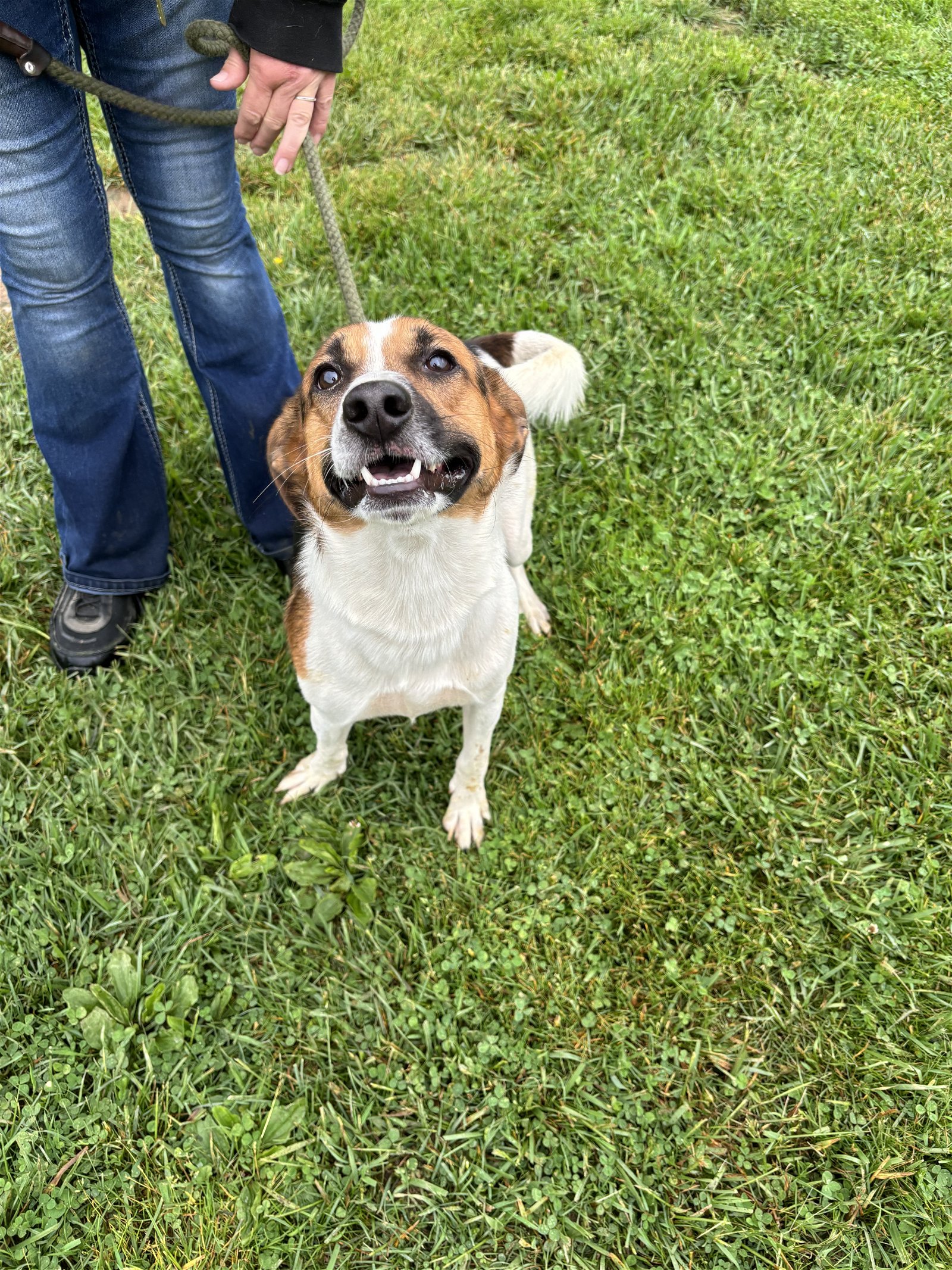 adoptable Dog in Lewisburg, WV named Beau