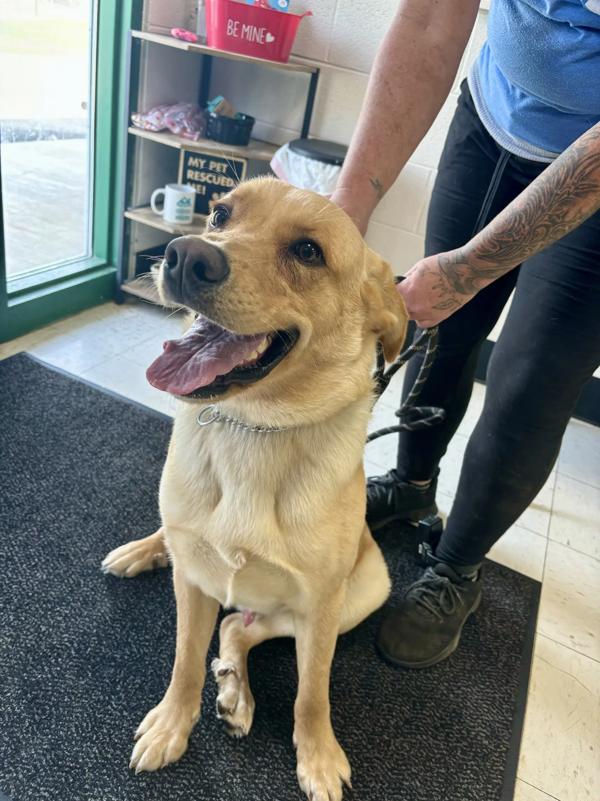 Marley - Retriever