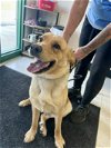 adoptable Dog in lewisburg, WV named Marley