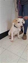 adoptable Dog in , WV named Cain