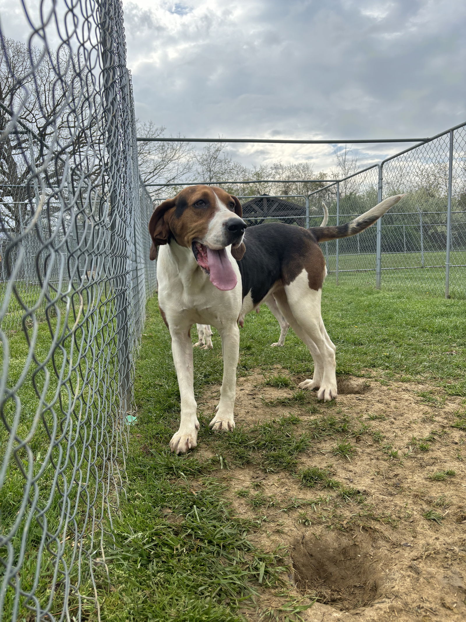 adoptable Dog in Lewisburg, WV named Patty