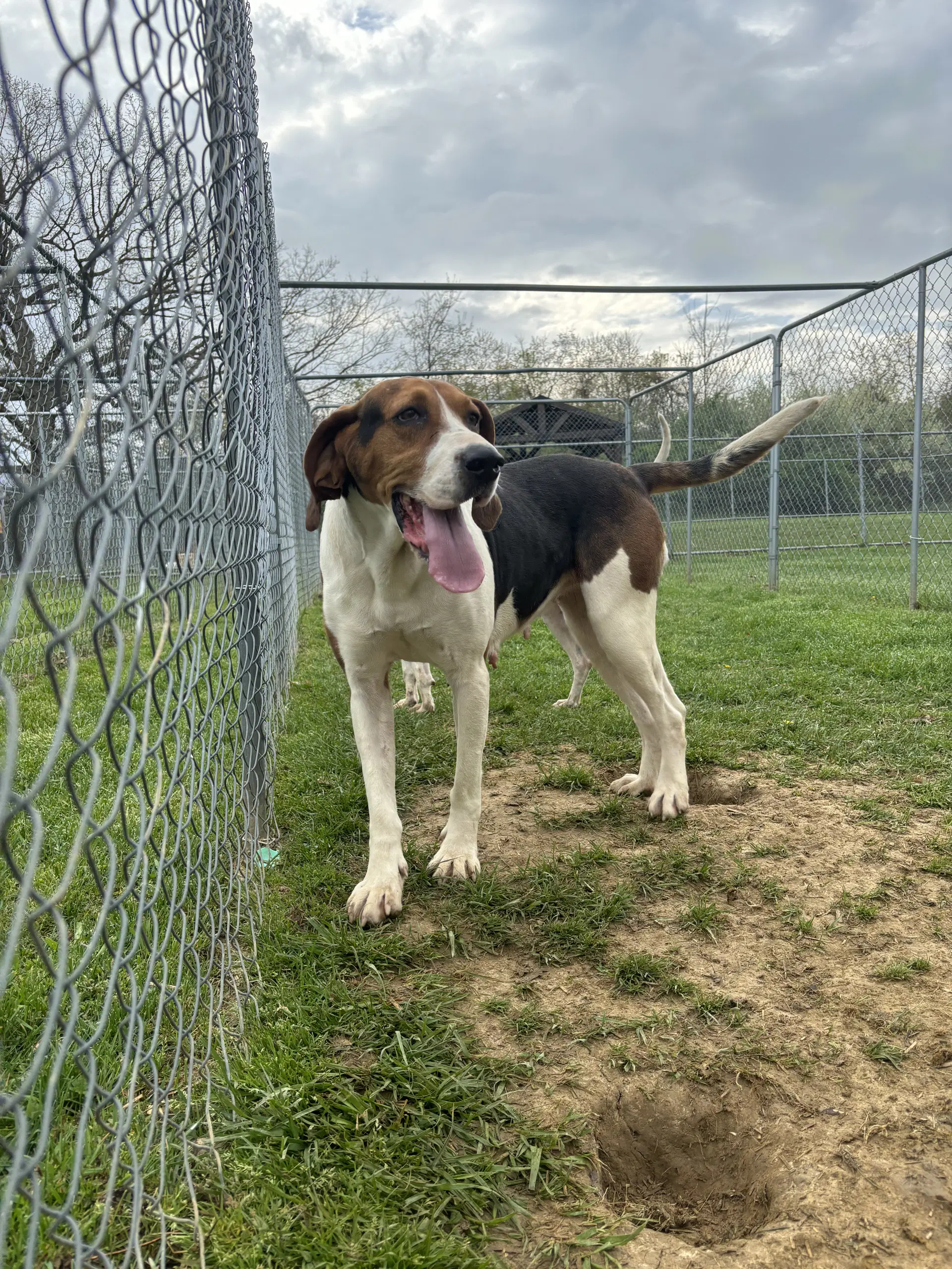 Patty - Treeing Walker Coonhound
