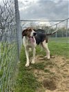 adoptable Dog in  named Patty