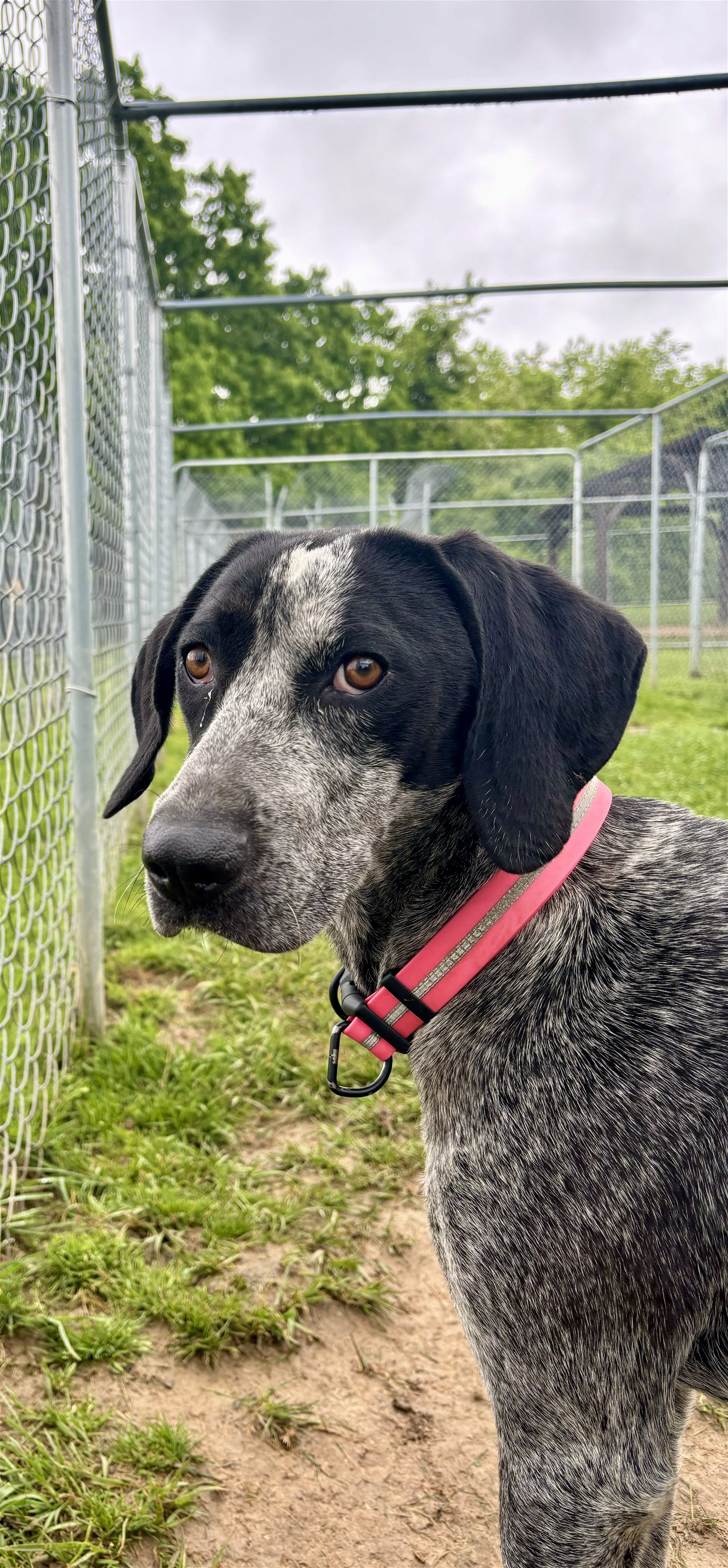 adoptable Dog in Lewisburg, WV named Jane