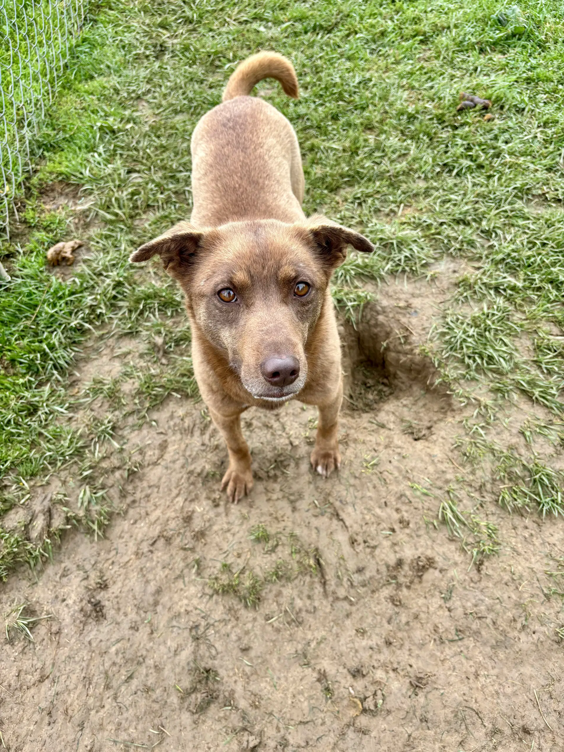 Bella - Terrier