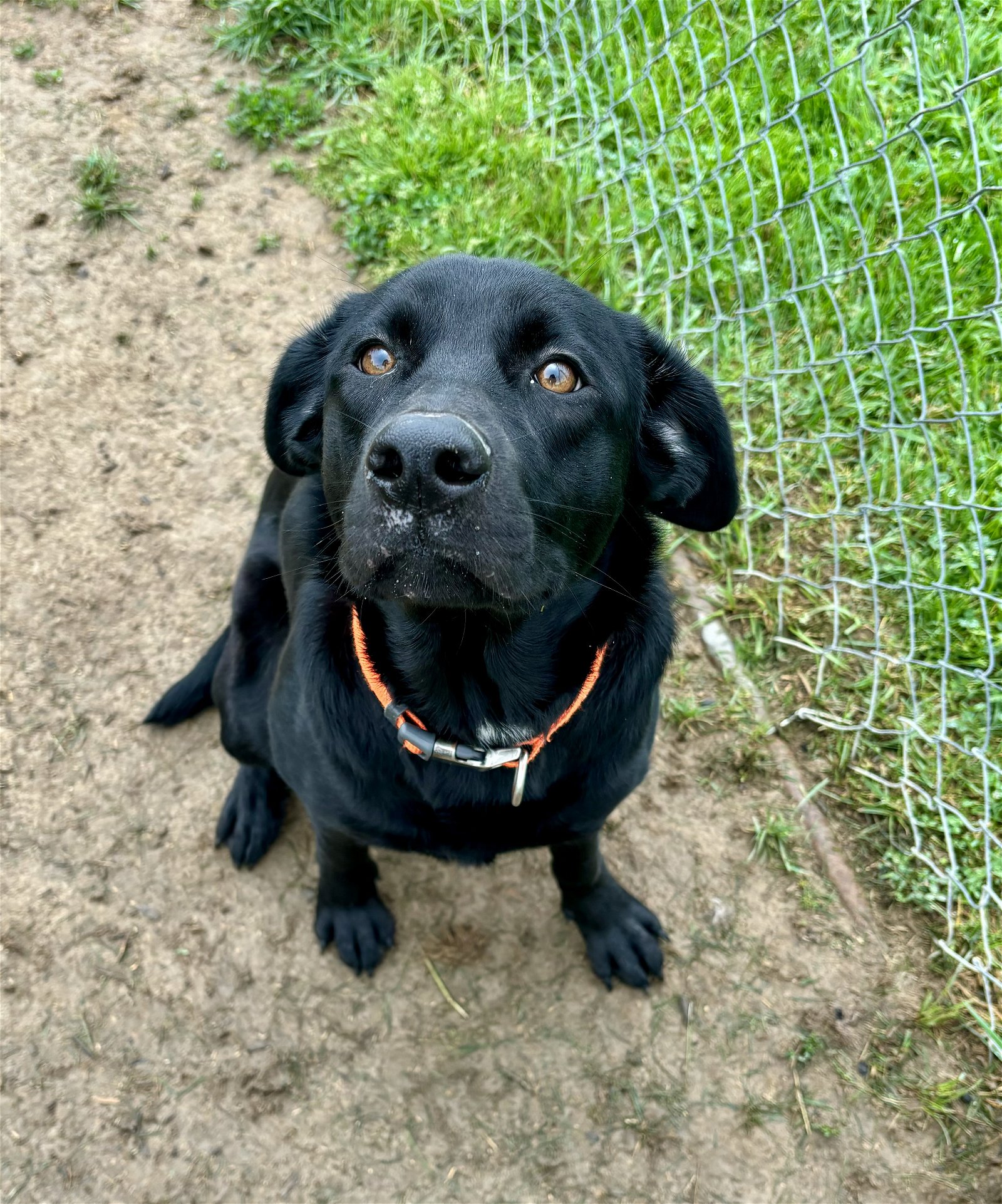 adoptable Dog in Lewisburg, WV named Luna