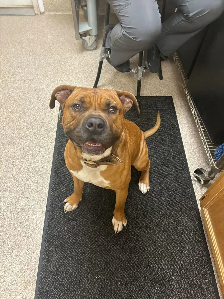 Zeus - Pit Bull Terrier