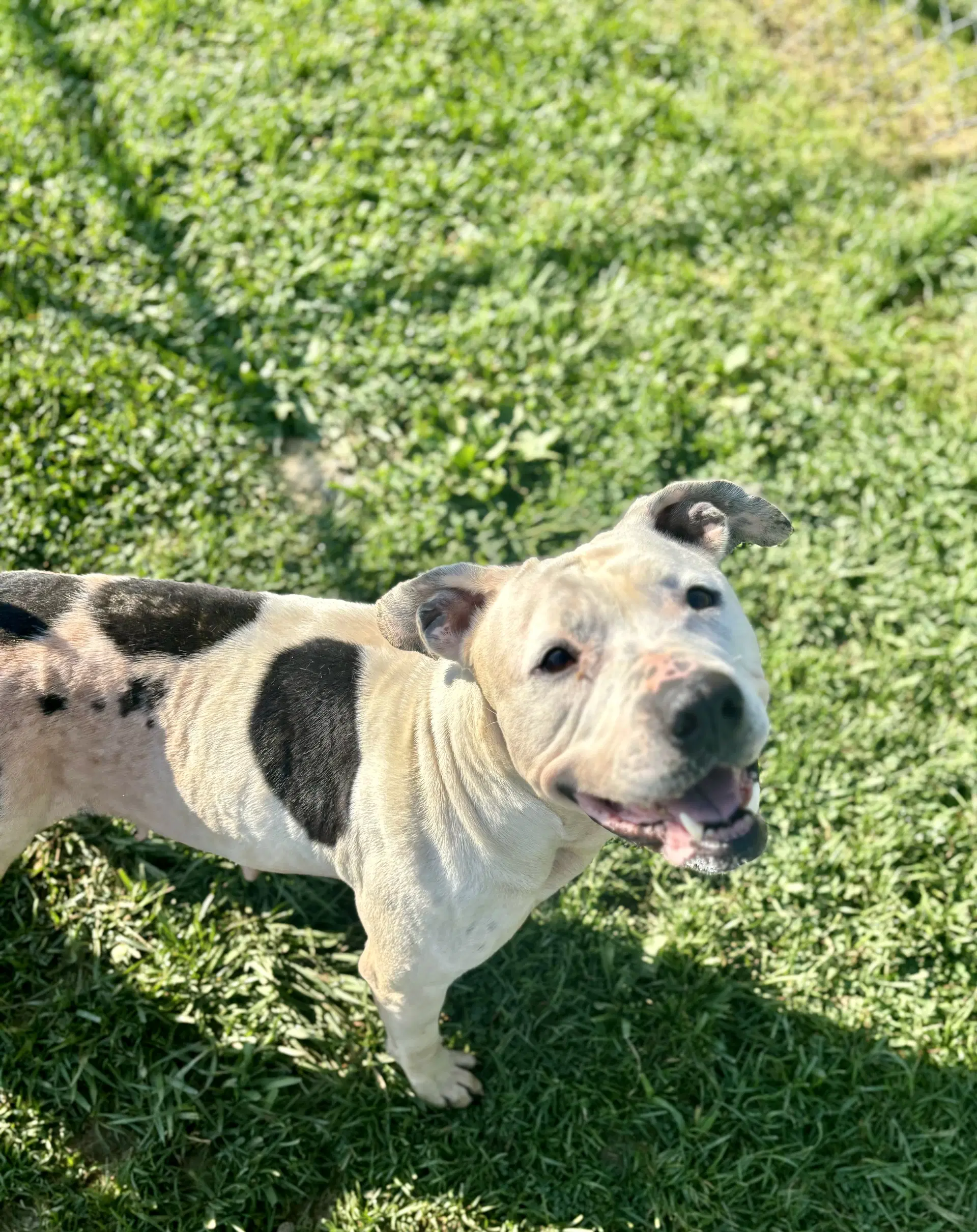 Thelma - Pit Bull Terrier