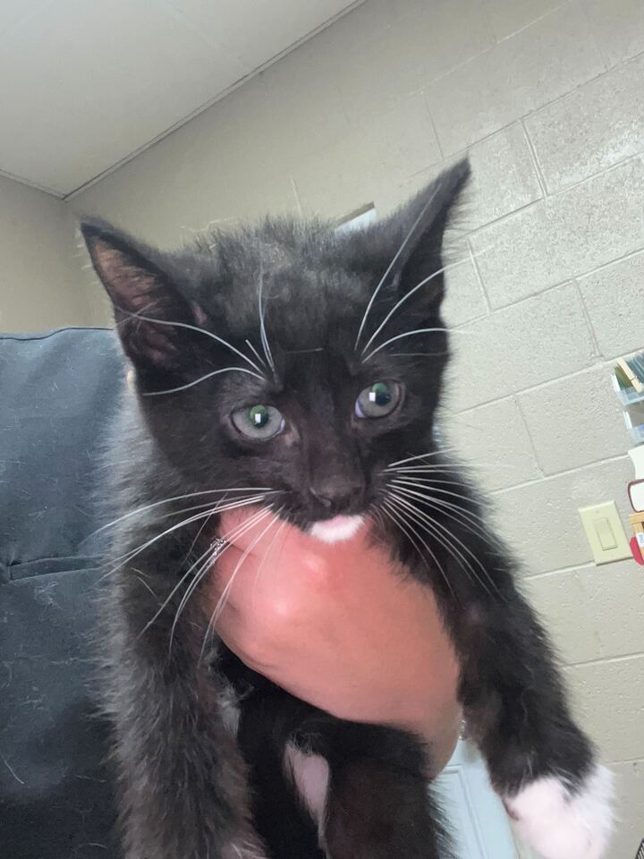 adoptable Cat in Lewisburg, WV named Stanley