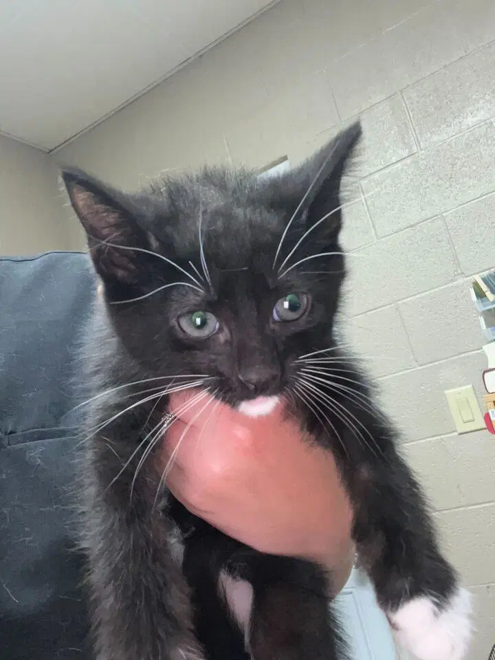 Stanley - Domestic Short Hair