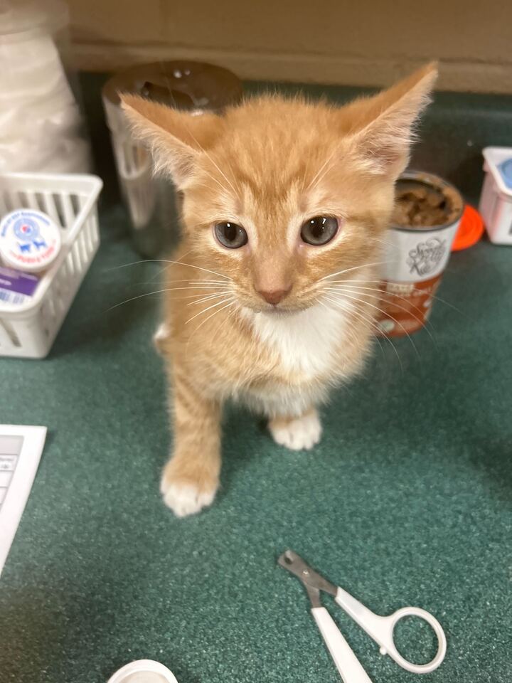 adoptable Cat in Lewisburg, WV named Betty