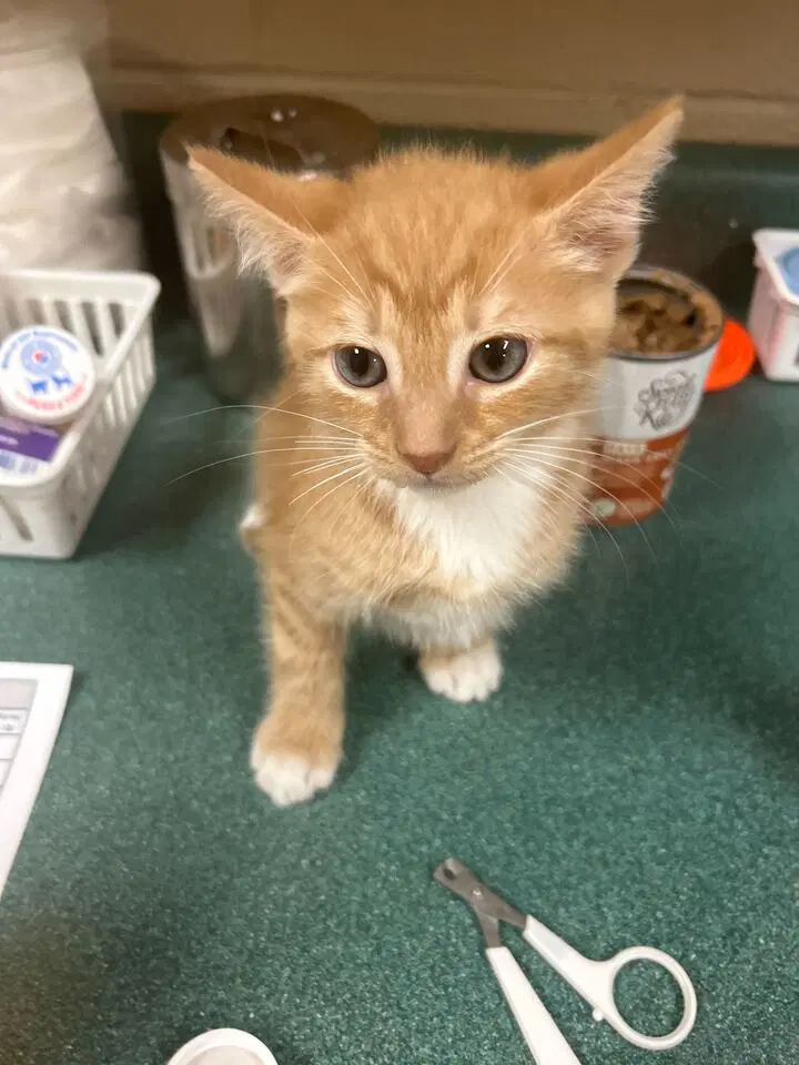 Betty - Domestic Short Hair