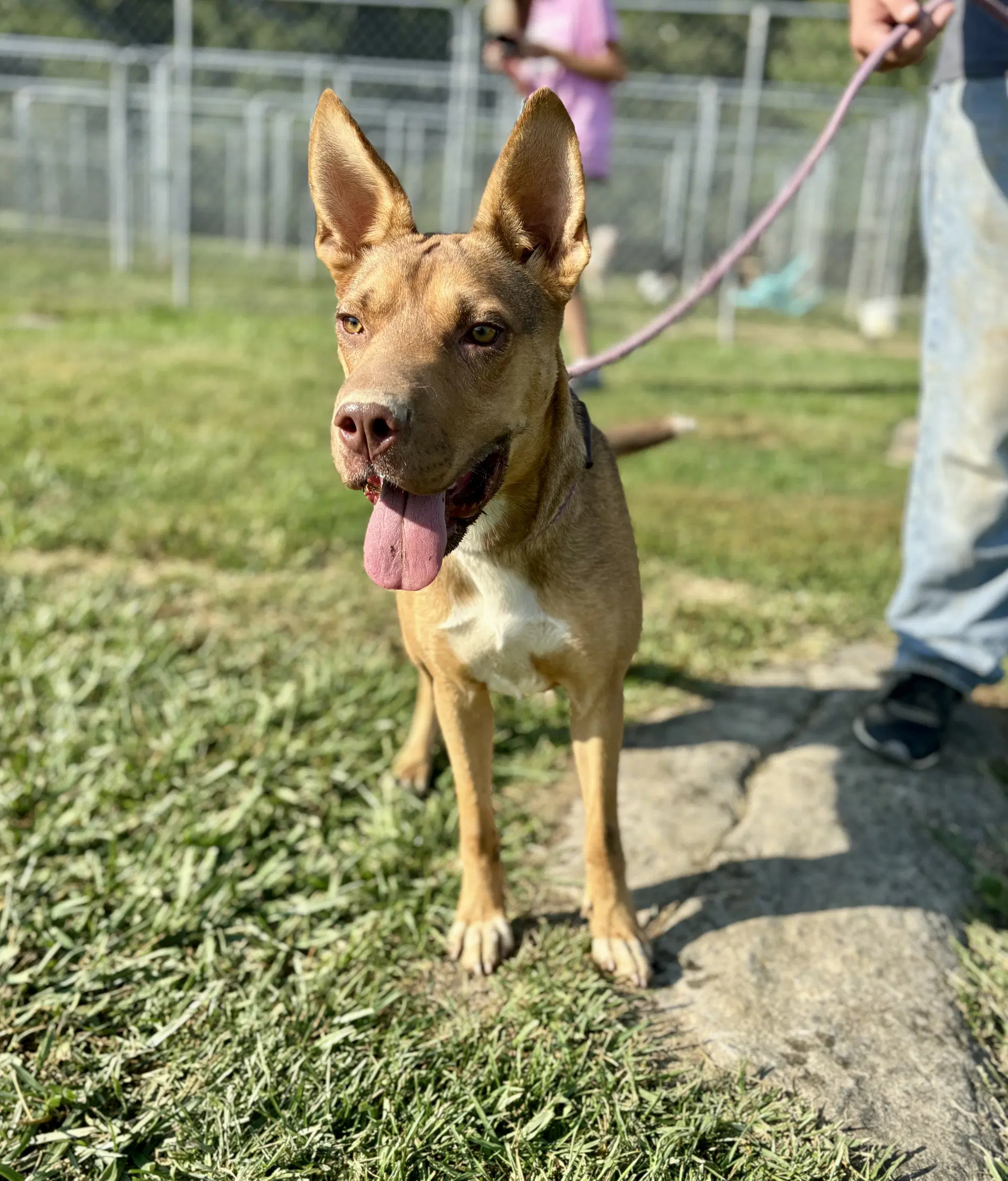 Chevelle - Shar Pei