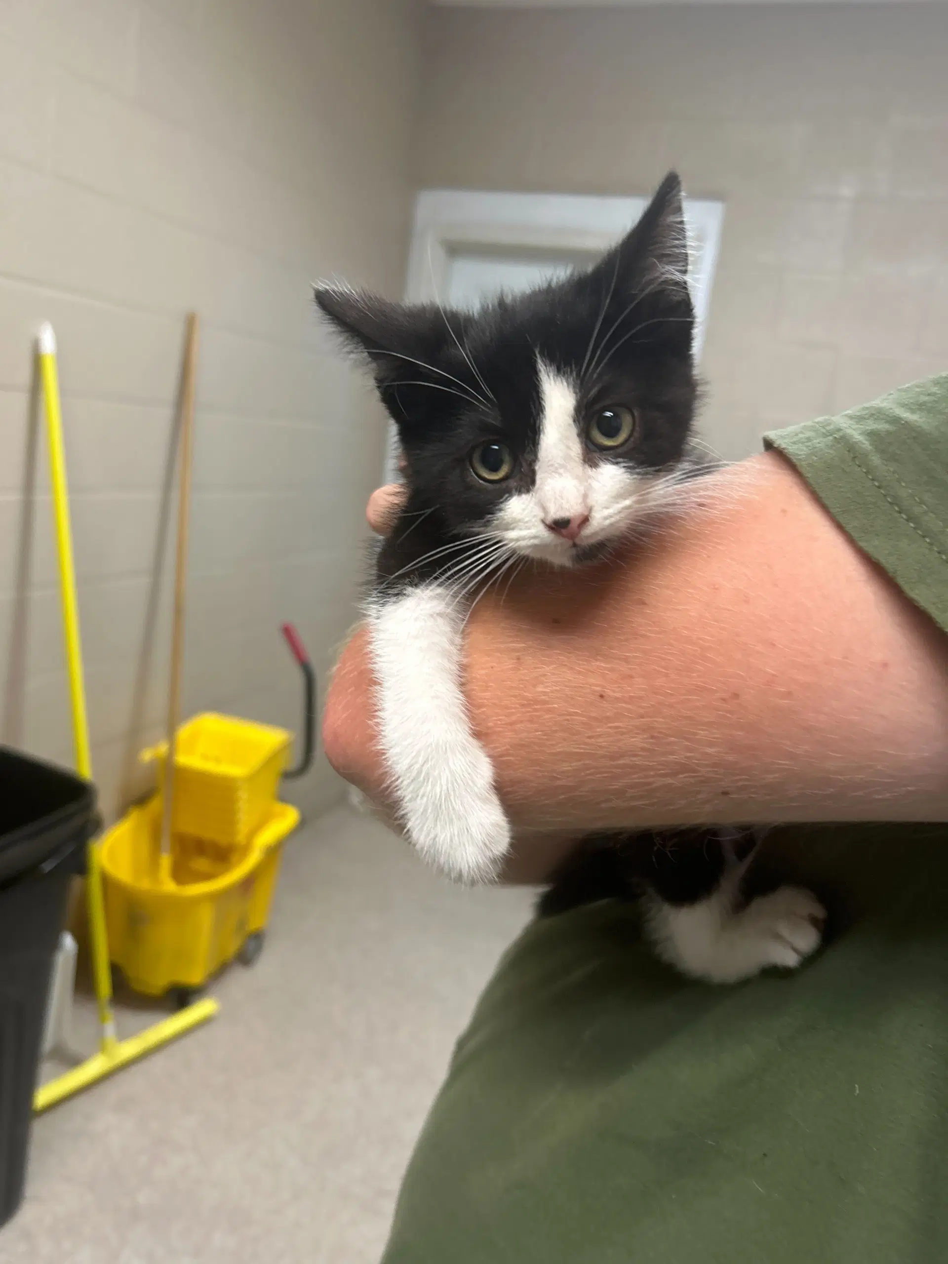 Hidan - Domestic Short Hair