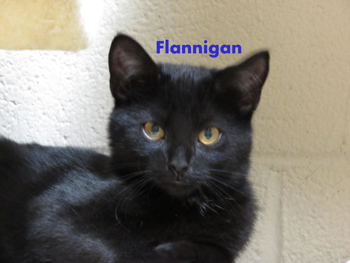 Flannigan