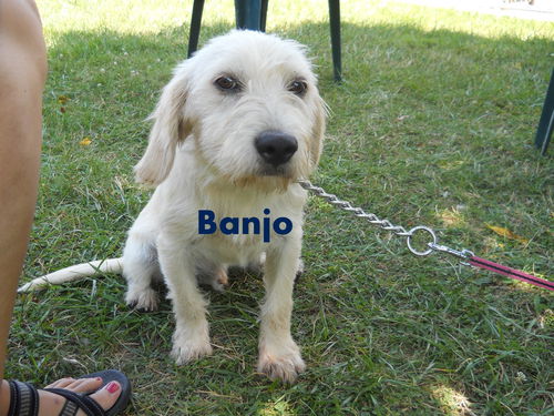 Banjo