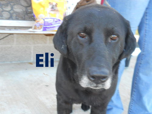 Eli